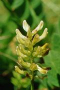 Astragalus glycyphyllos